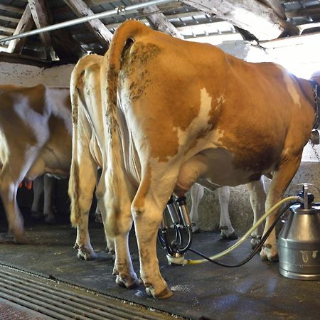 Willa Nestalp Malga Campo Peio Zewnętrze zdjęcie