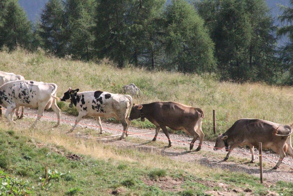 Willa Nestalp Malga Campo Peio Zewnętrze zdjęcie