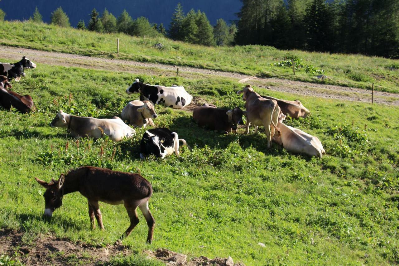Willa Nestalp Malga Campo Peio Zewnętrze zdjęcie